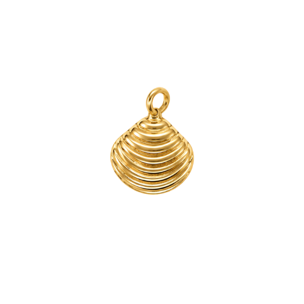 Scallop Shell